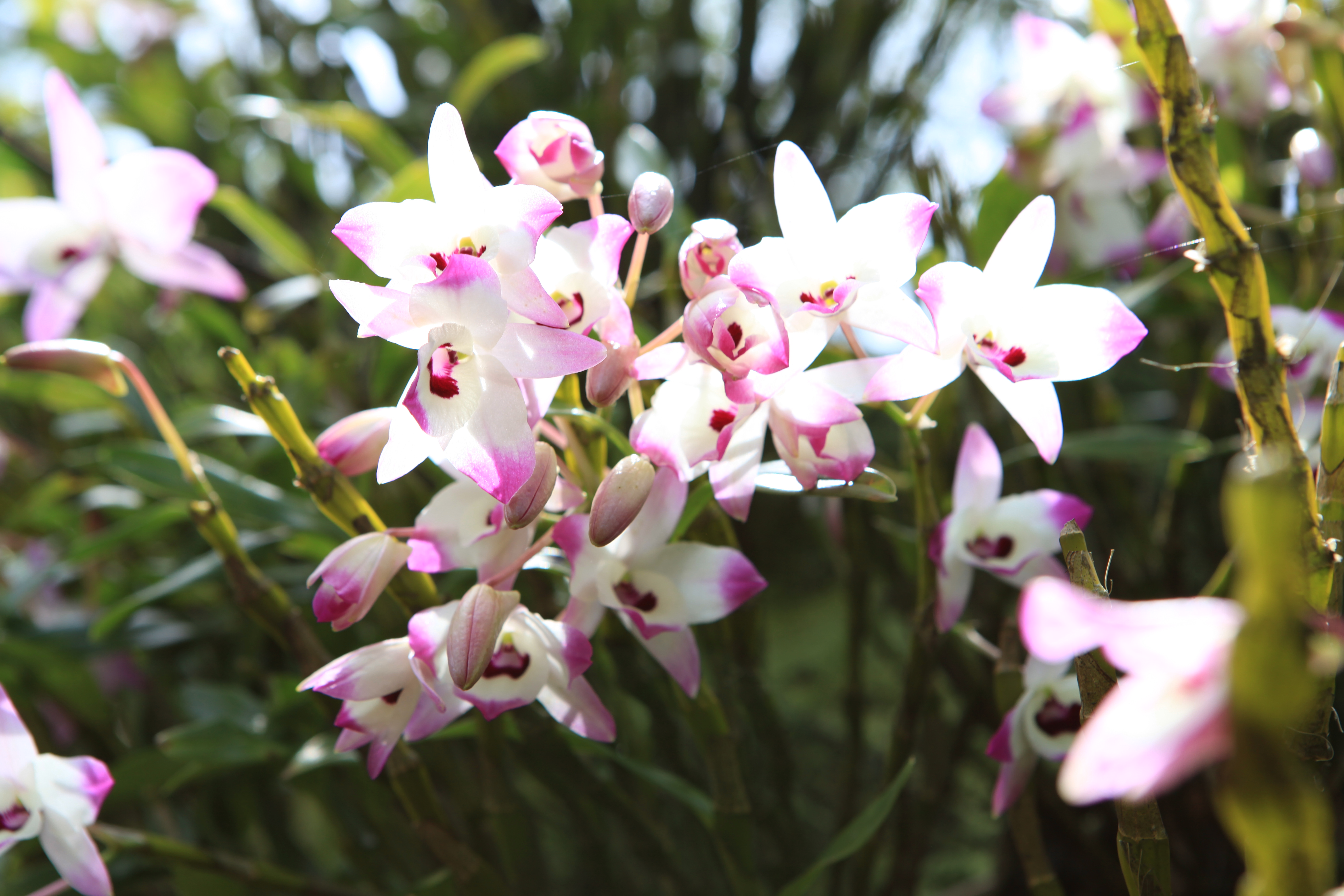 金钗石斛集观赏,食用于一身众所周知,石斛是著名的中药材,家里养几株