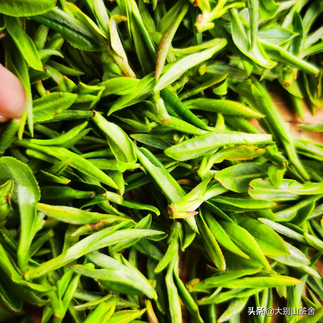 大别山采茶日记，茶季总结：茶歇犹依依，回首数峰青