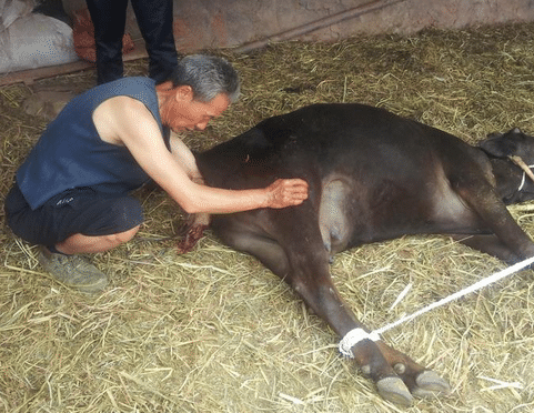 一头牛犊高达上万块，为何很少人愿意养母牛？