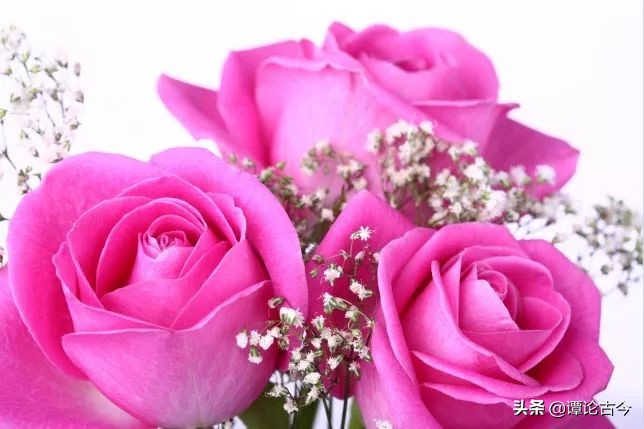 舌尖上的爱情之花：玫瑰