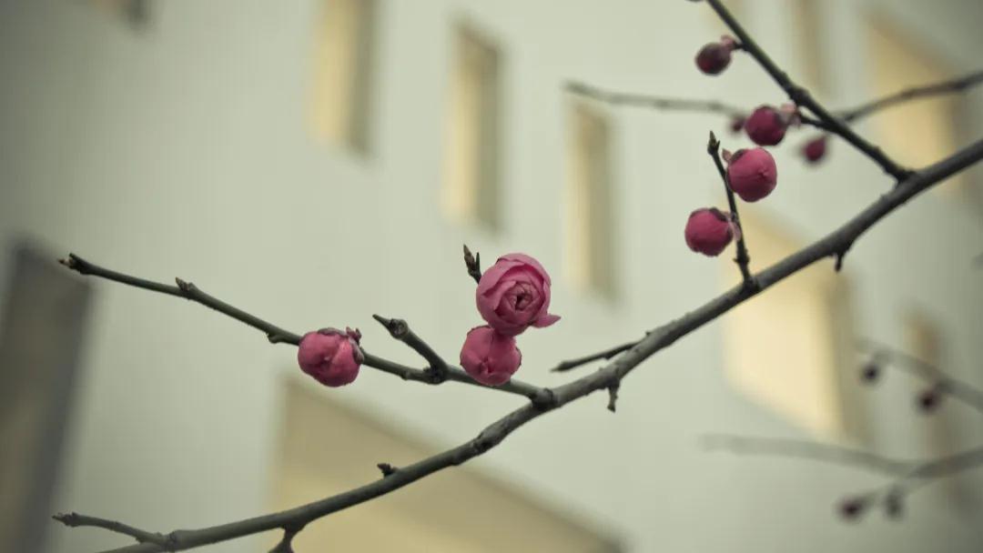 重磅！2020年美国医学与生物工程院会士揭晓！11名中国学者上榜！