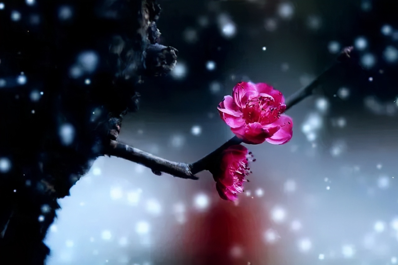 赏读:谁说梅花没有泪