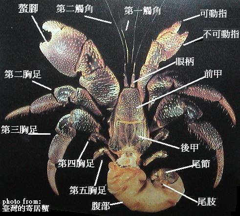 寄居蟹后期幼体(深入了解陆地寄居蟹的介绍)