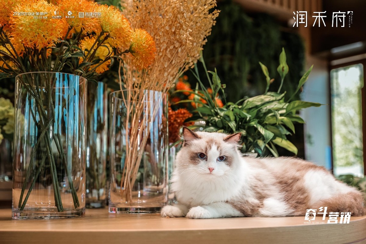 7天！1795组线上来访！热攀一城高峰，润禾府热爆