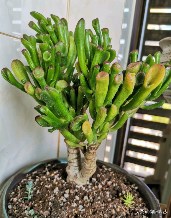 吸财树铲叶型多肉怎么养长得好专业回答