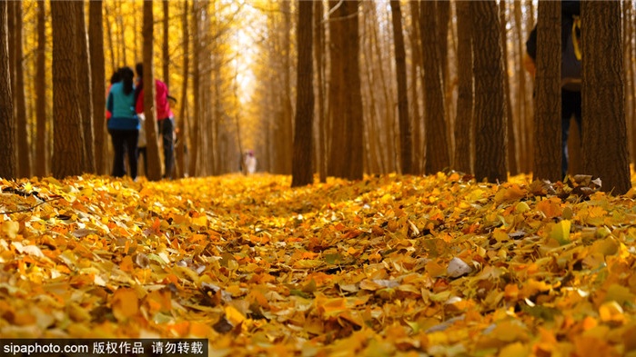 跟着打卡！“叶落的季节—漫步北京”14条赏银杏品文化线路来了