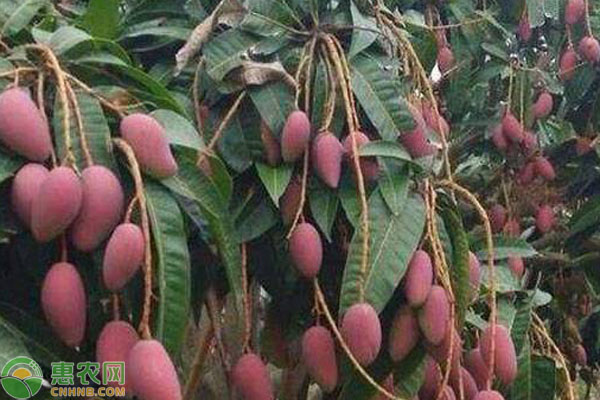 芒果什么季节成熟（芒果的成熟期和生长条件）