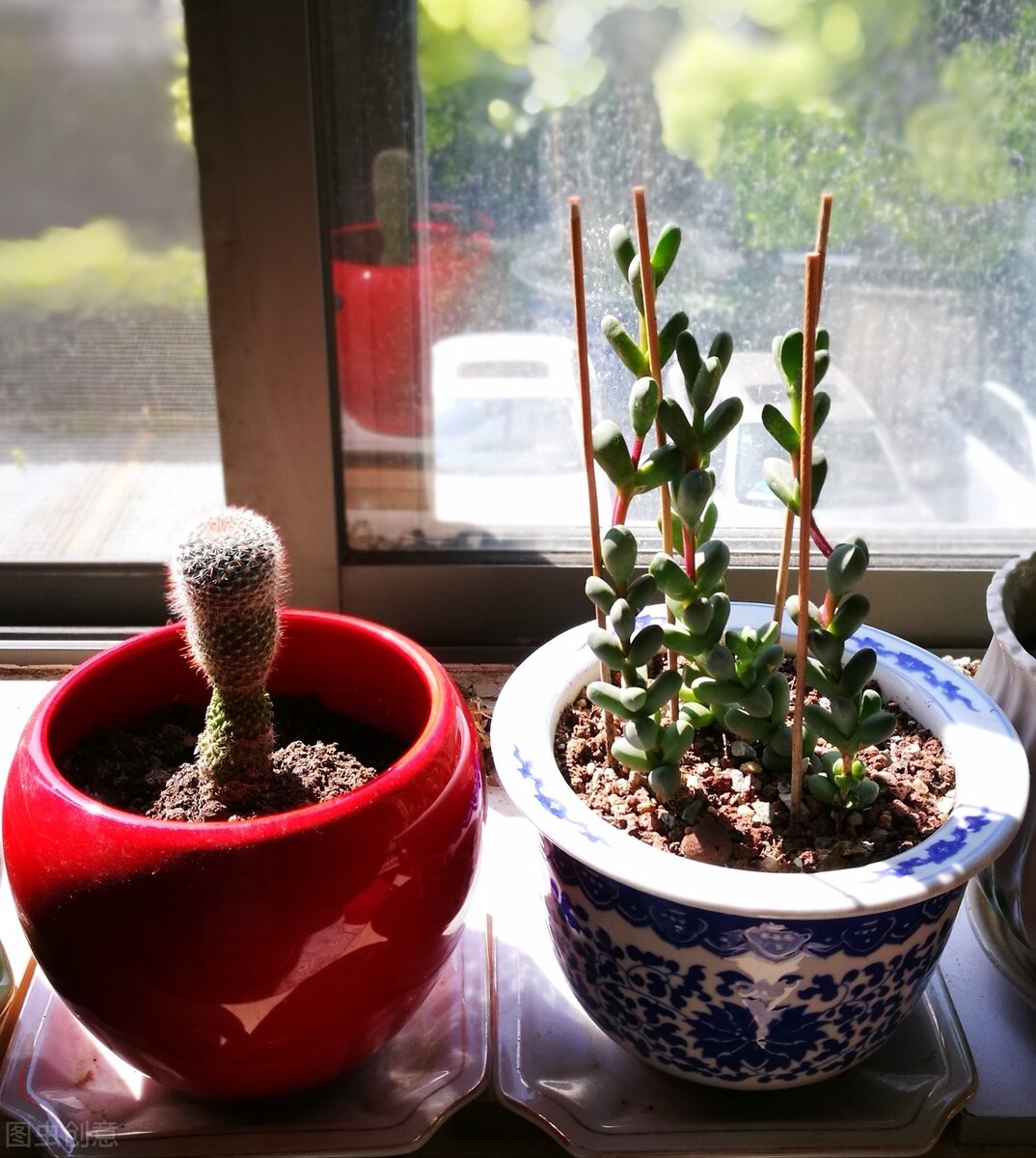 养多肉植物鹿角海棠,日常打理抓住这4点,好养易活