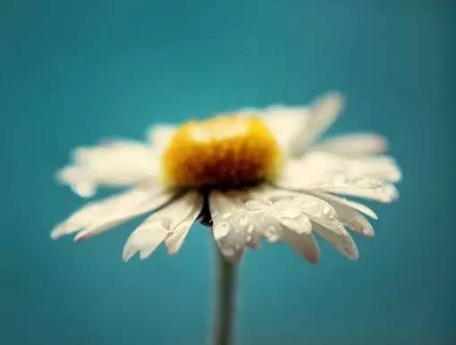 11首现代诗歌，静静的去聆听吧