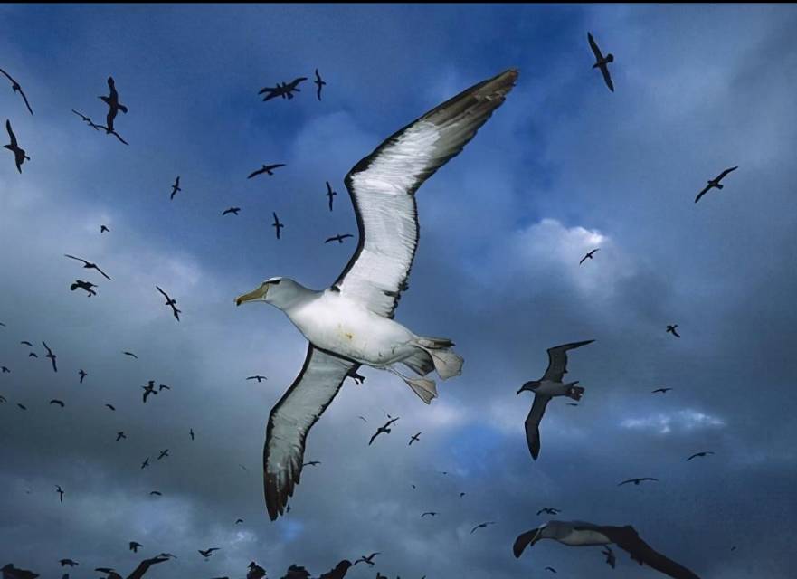 漂泊信天翁是鸟类中属于体型比较大的海鸟,拥有着一对强壮无比的大