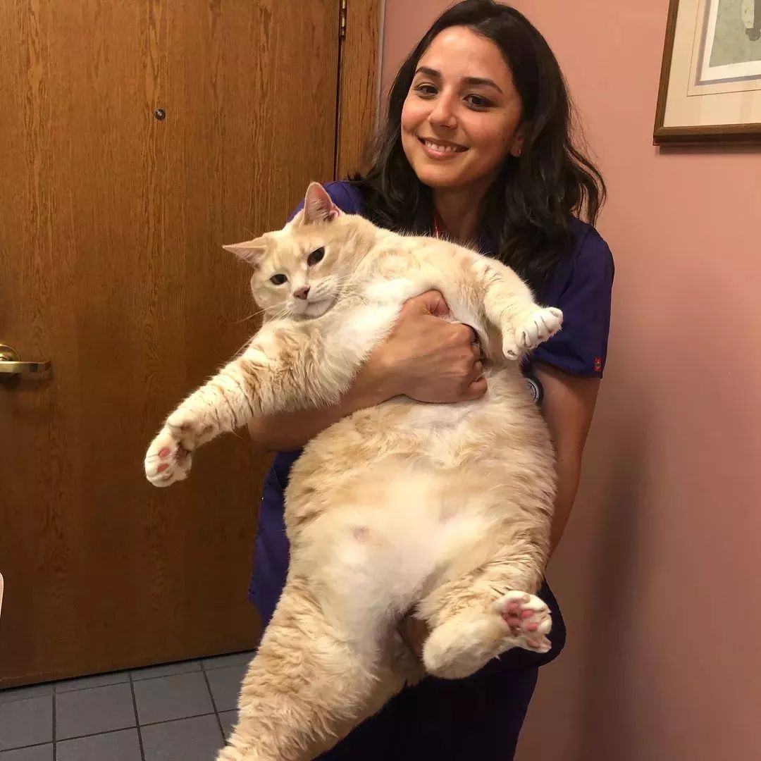 国外一只巨型虎斑猫体重高达26磅！它是如何把自己吃成大胖子的？
