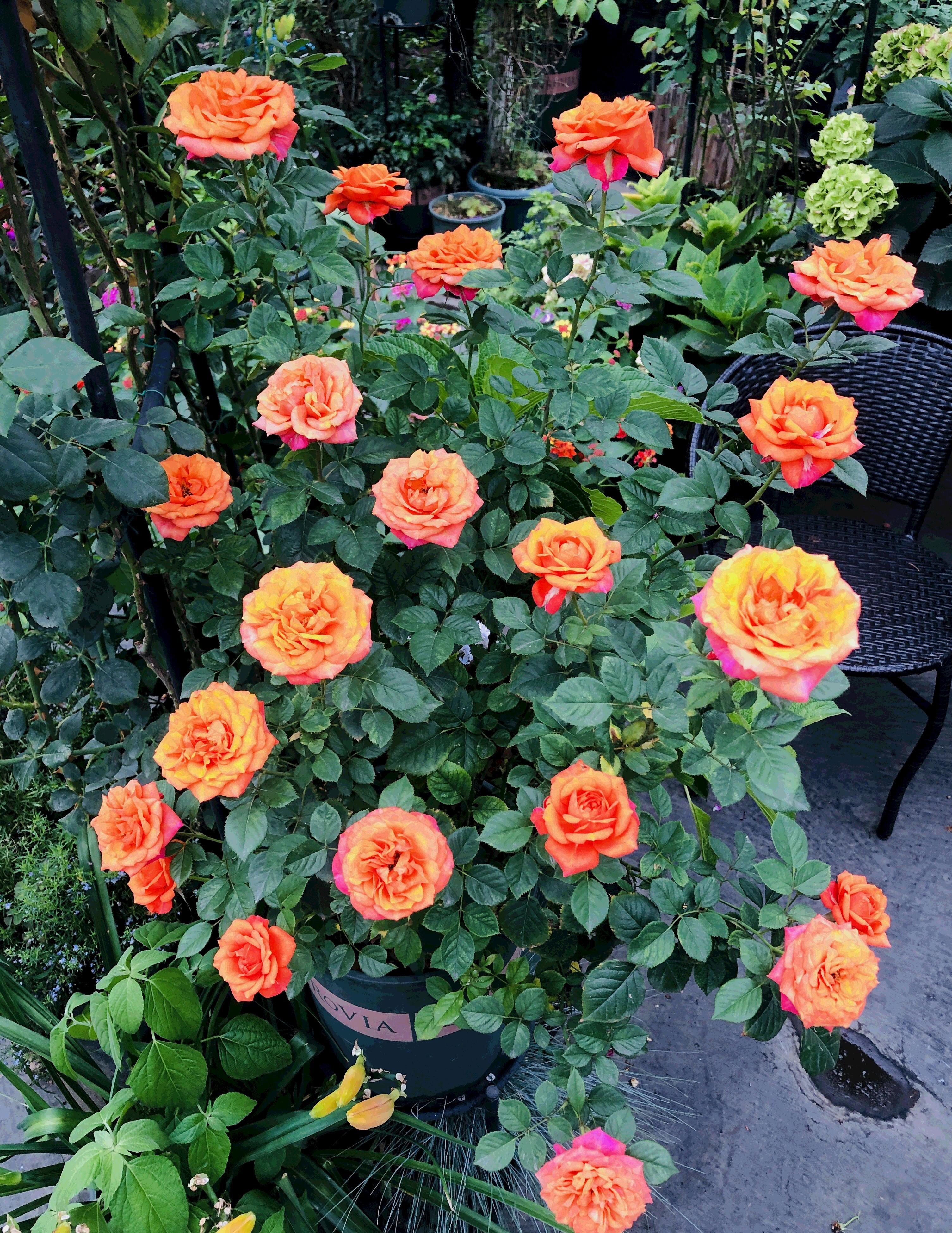 艾帕索月季花（赏花又闻香的盆栽花介绍大全）
