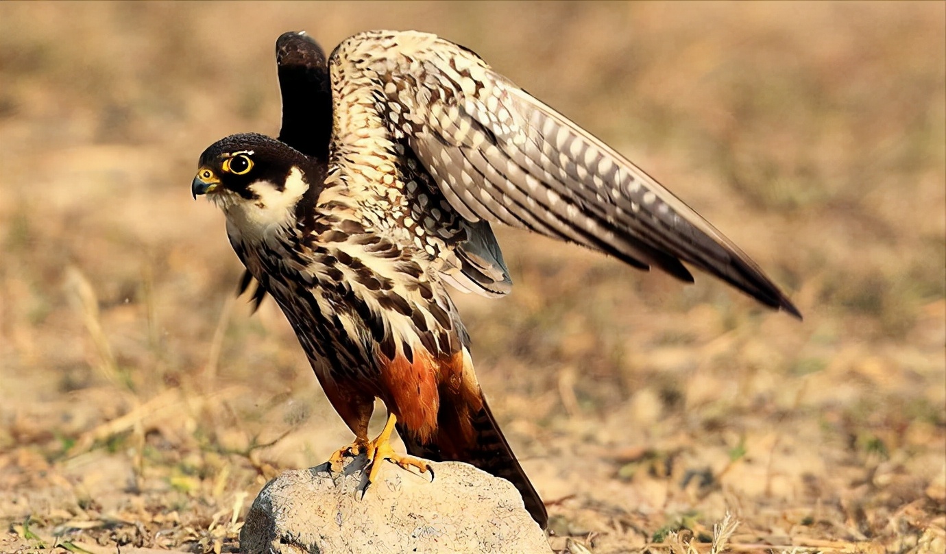 东江揽胜:收集常见鸟类图谱之猛禽篇,摄鸟人自留地,建议收藏