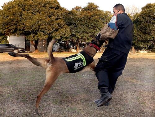 警犬会绝育吗？通过绝育的利弊，了解工作犬的特点和要求