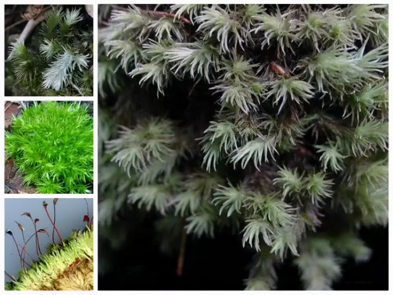 苔藓植物图片（小编带你盘点四十种苔藓植物）