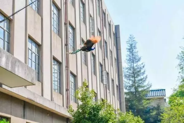 高校各种“神兽”出没，你的大学有什么？