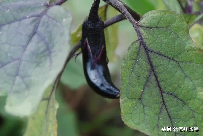 一文带你了解农业重茬问题以及措施，把重茬危害降到最低