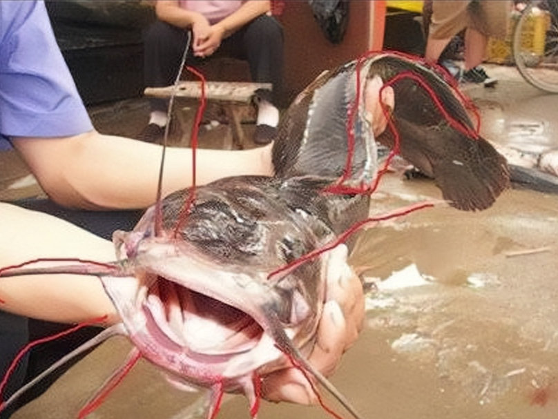 青鲇魚,青鲇魚的做法