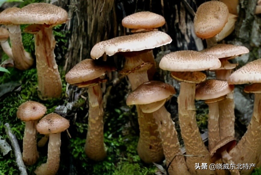 东北榛蘑的营养价值？榛蘑怎么吃？如何分辨优质的榛蘑？