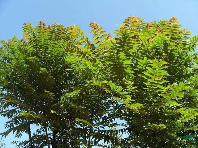 葳蕤兮鲜妍——古诗词中的植物