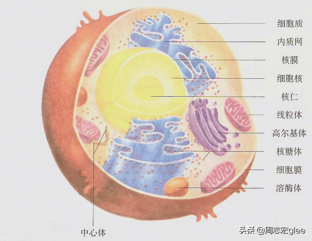 在谈盐之前,我们需要先了解一下组成人体的最基本单元,细胞.