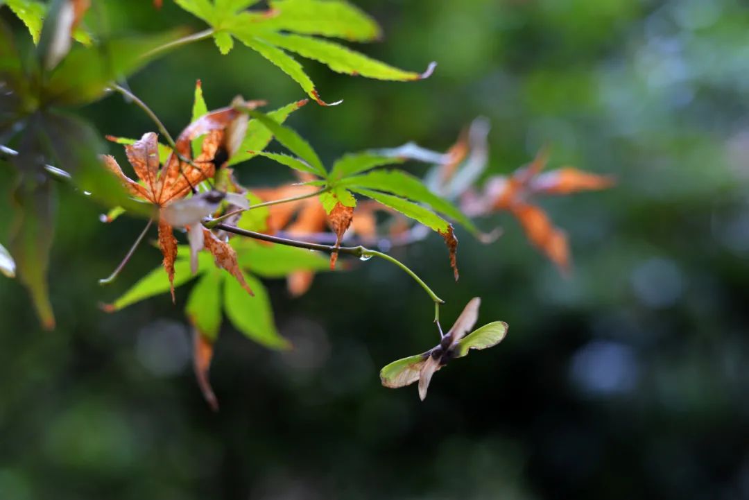 白居易诗中的秋天，赏一树秋色，享一世安暖