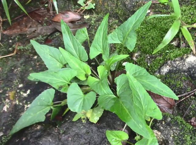 三角草的功效与作用-我的快乐小窝