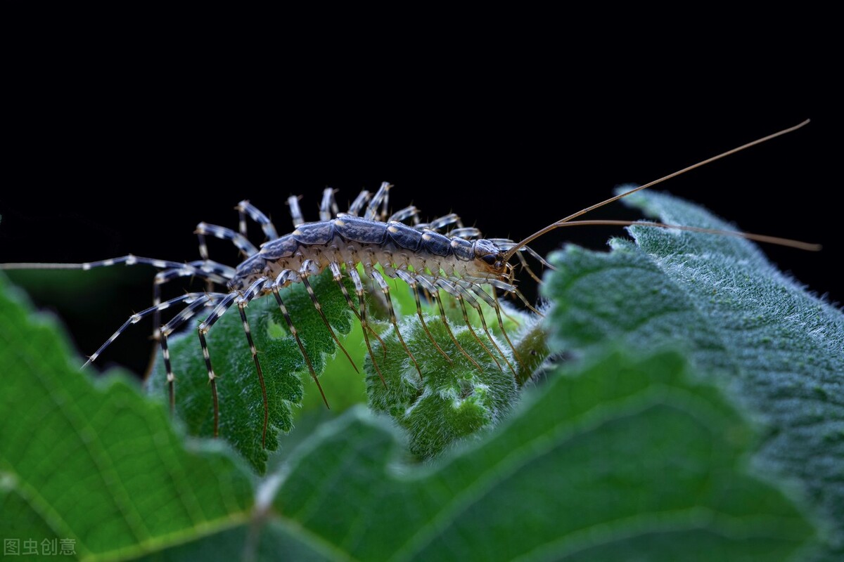 这五种小虫子，我想大家在家里都见过