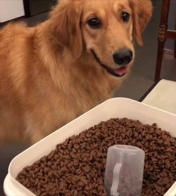 中型犬狗粮推荐，性价比高的狗粮