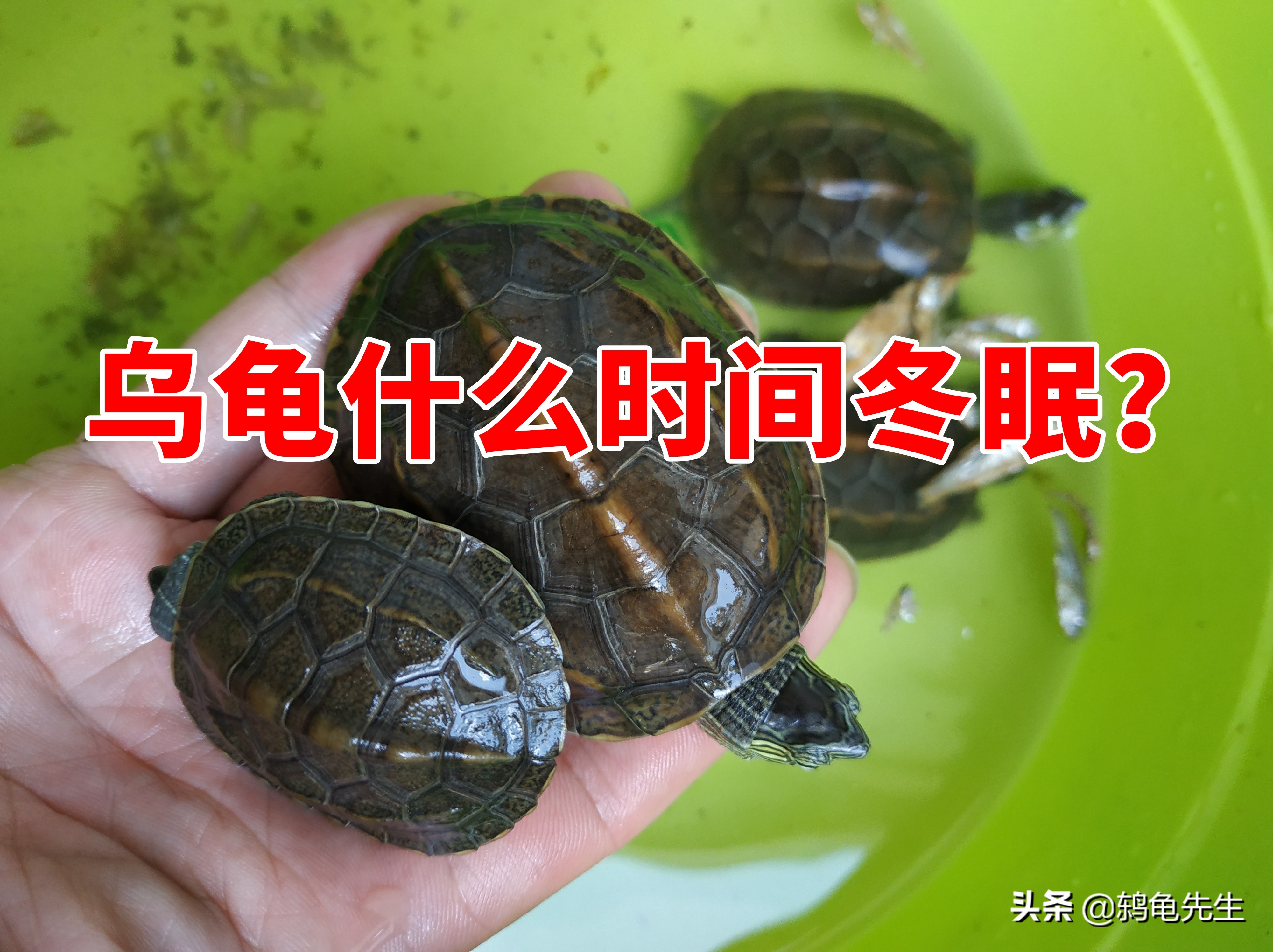 乌龟什么时间开始冬眠？温度15度以下冬眠，各地龟冬眠时间一览