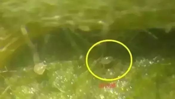 为什么草莓叶片发黑、发红？找准原因，再对症下药