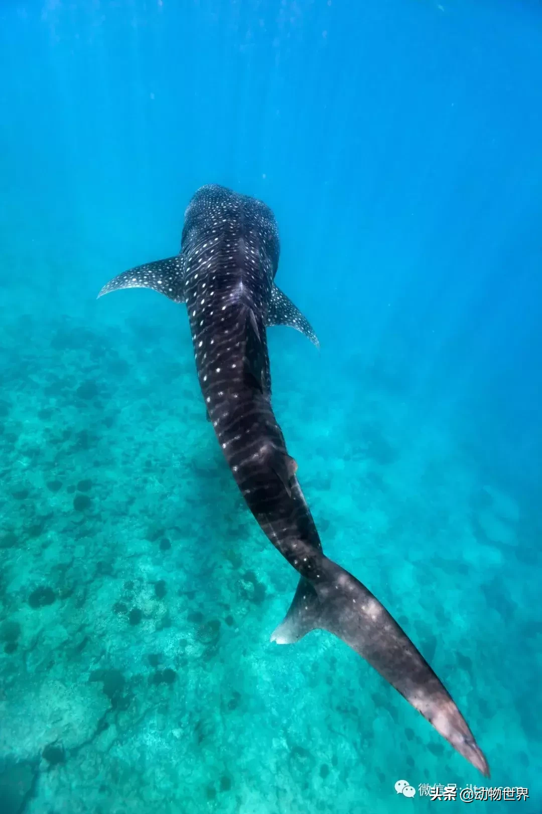 鲸鲨世界上体型最大的鱼类鲸鲨