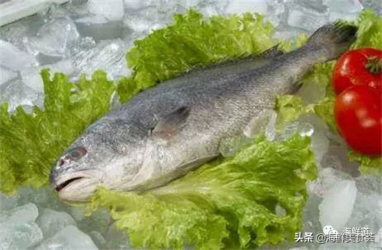 市场常见的102种海鲜，肉质鲜美，营养丰富，你们吃过几种？