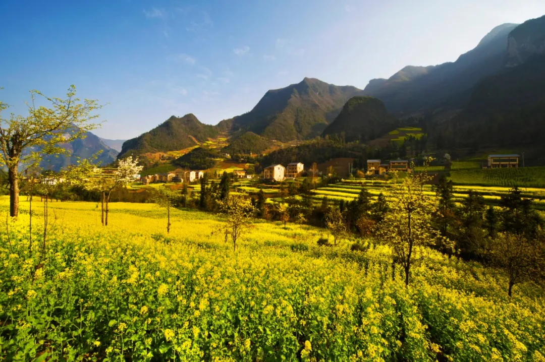 清明节去哪玩？重庆这些地方值得去踏青