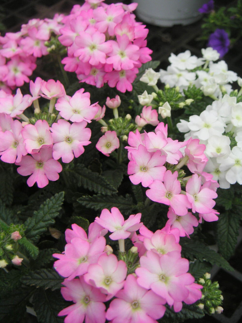 多年生草本花卉(这6种草本花卉铺地植物耐养观赏性好)