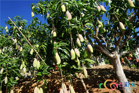 6月8日 丽江要闻快报