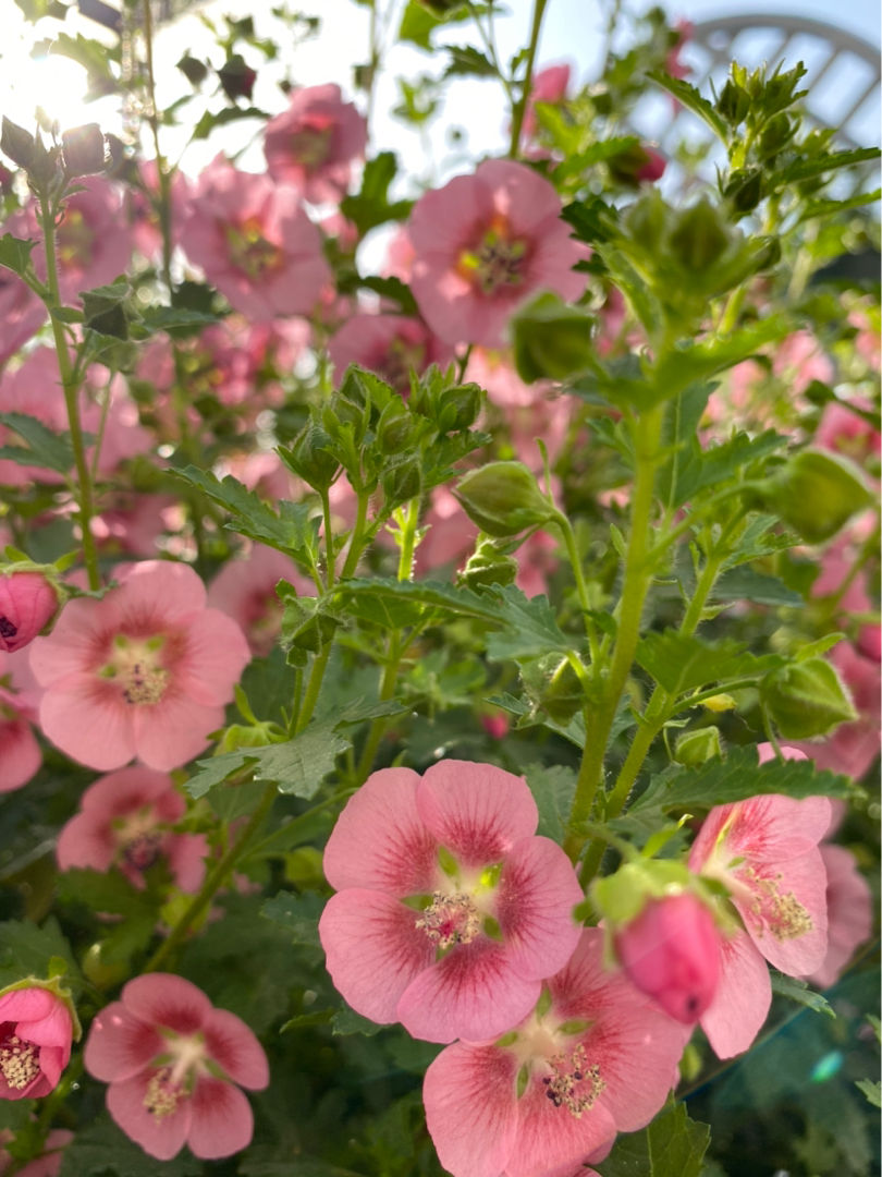 紫薇花什么季节开花(盘点12个月的12种代表花)