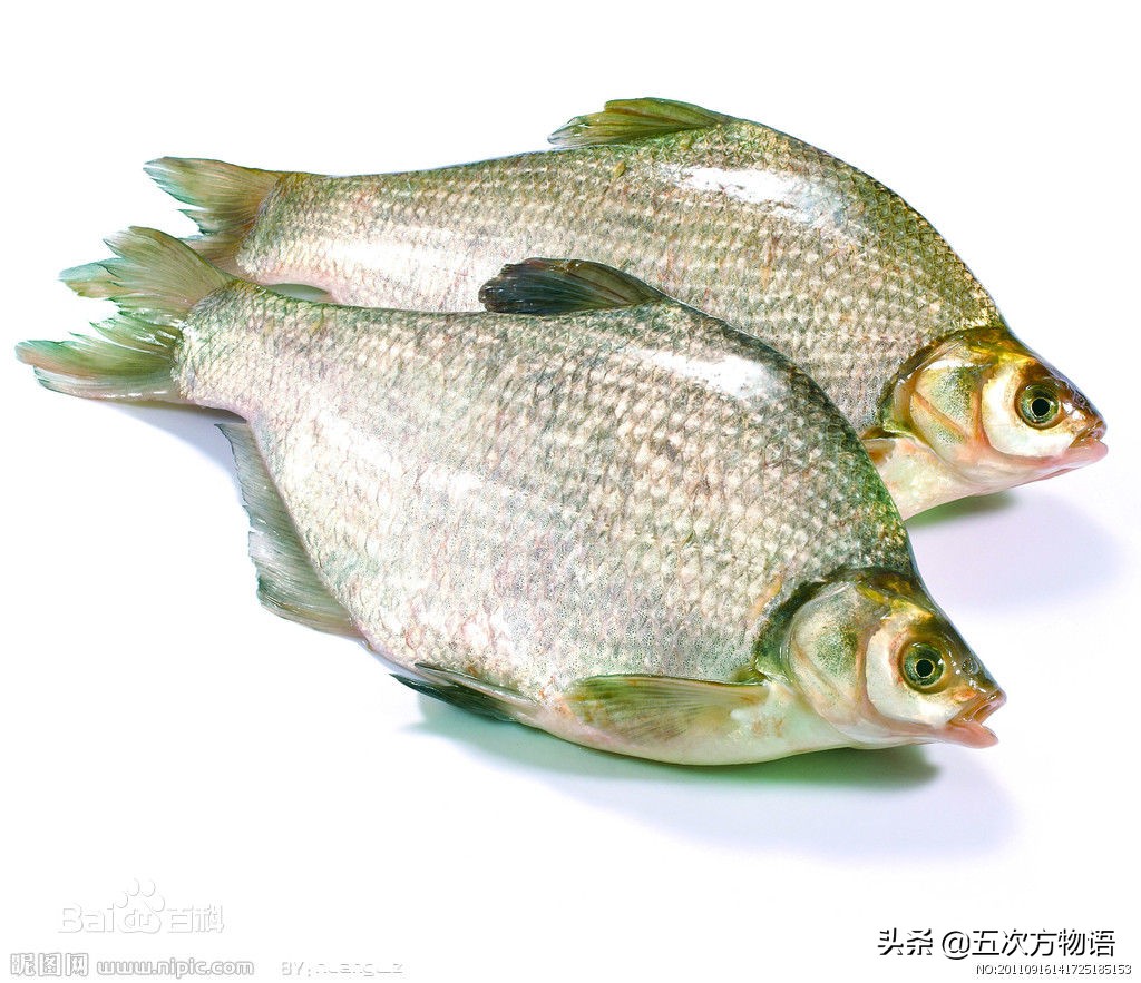 三花五罗鱼图片(黑龙江的)