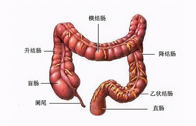 左侧腹部疼，是哪些病造成的？去医院做什么检查？医生告诉你