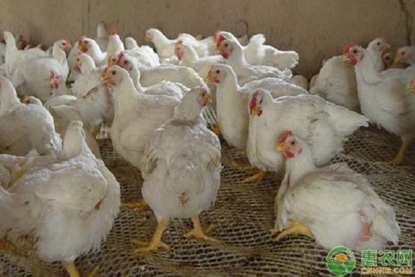 今日鸡肉价格多少钱一斤？临近元旦春节，鸡肉价格走势是涨是跌？