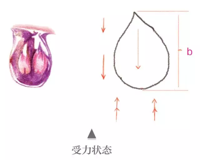 彩铅 | 手绘荷包牡丹