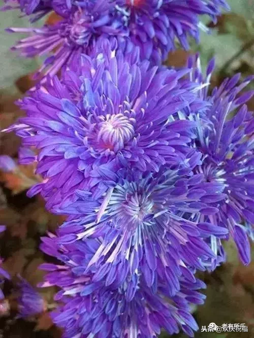 万花凋谢，秋菊傲霜（太美了！）