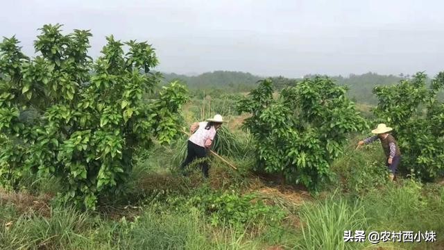 柚子树几年开花结果（柚子高产栽培管理方法）