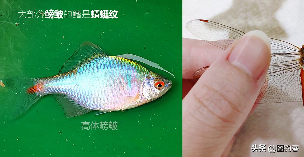 鳑鲏鱼没有人不认识，但个头大有须的鳑鲏你知道吗？它们叫“鱊”