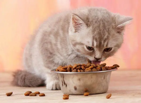 常见的猫咪皮肤病有哪些？如何治疗和预防猫癣和猫咪黑下巴？