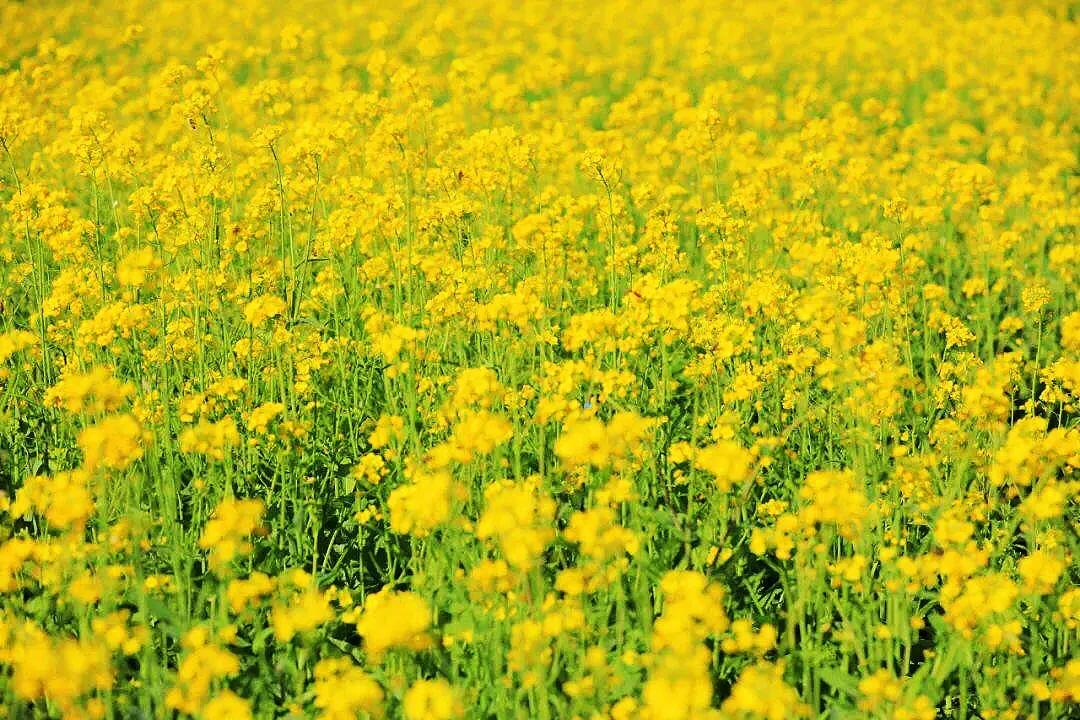 下图为油菜花在我国各地开花时间示意图