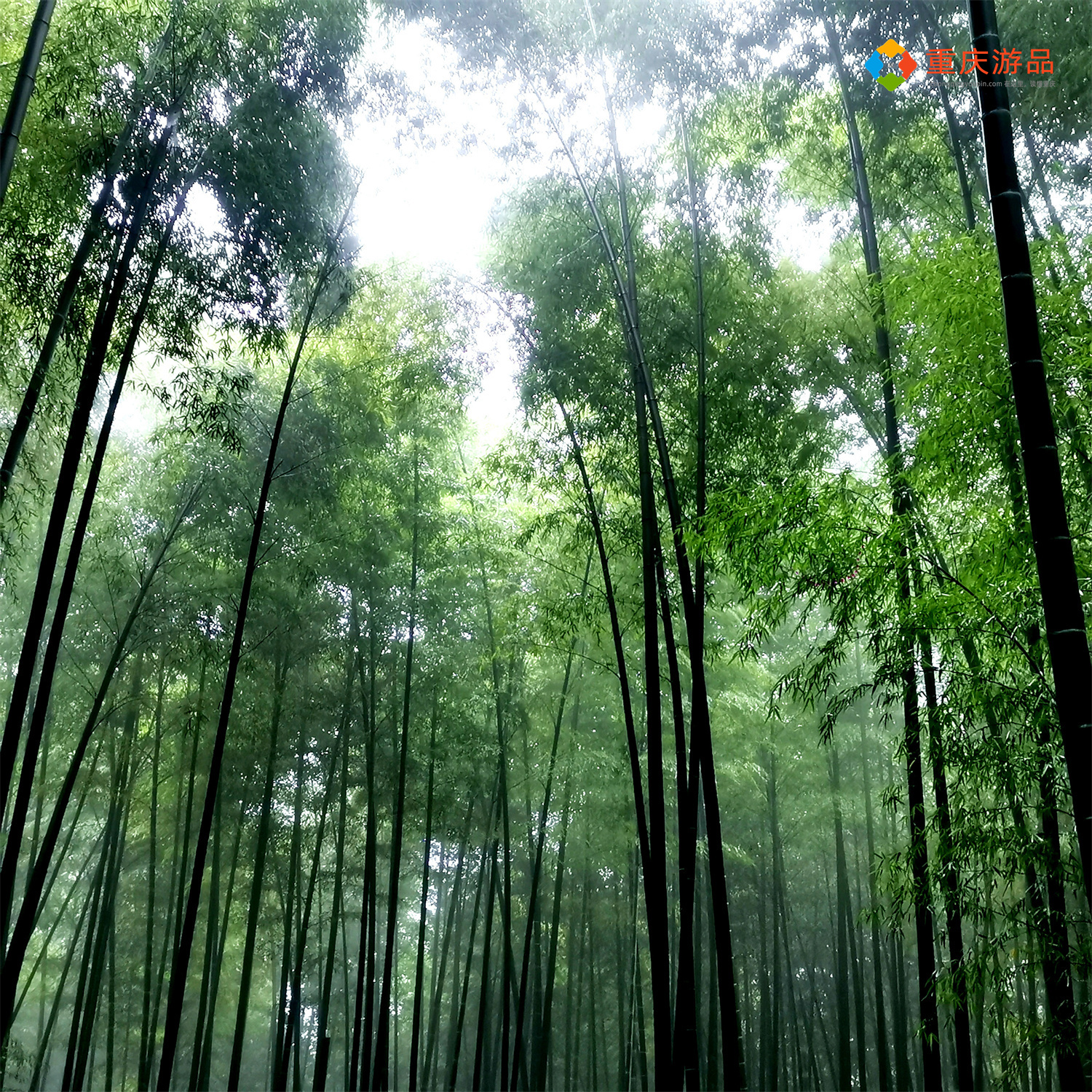 重庆茶山竹海森林公园，曾被张艺谋导演看中，如今已经免费开放了