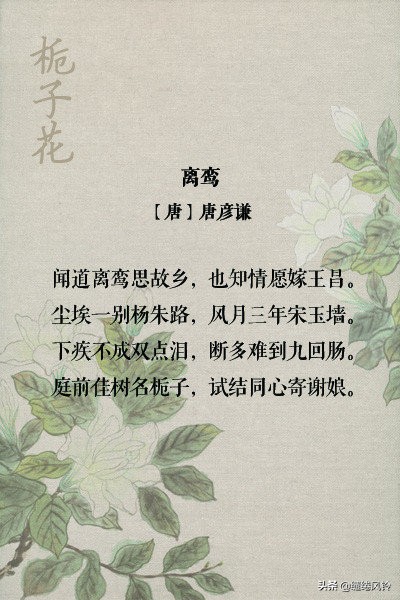 古诗词中的栀子花：在荫浓夏日之中，感受一份花之幽香！