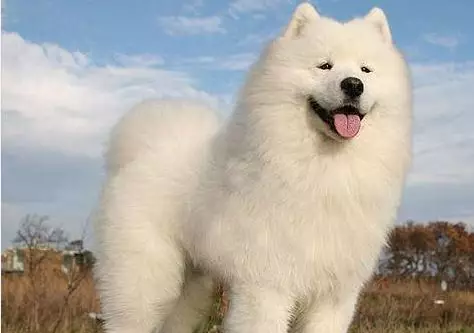 可爱的萨摩耶,又白又胖竟然还可以捏脸,养狗狗的最佳选择