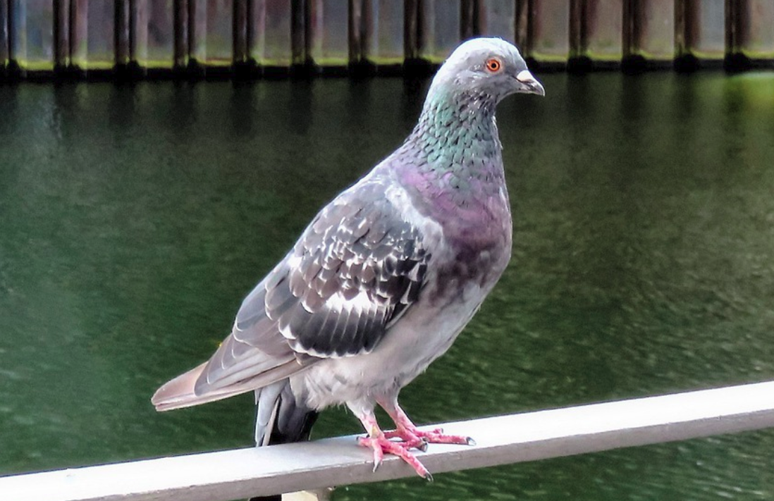 胡本鸽子的特点和图片(比赛常用鸽) - 赤虎壹号